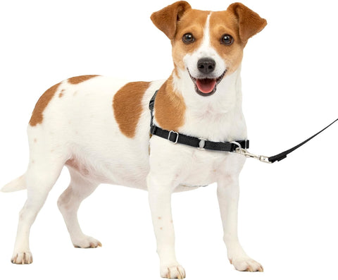PetSafe Easy Walk Harness Includes 1.8m Lead, Small-Black- scruffy pack