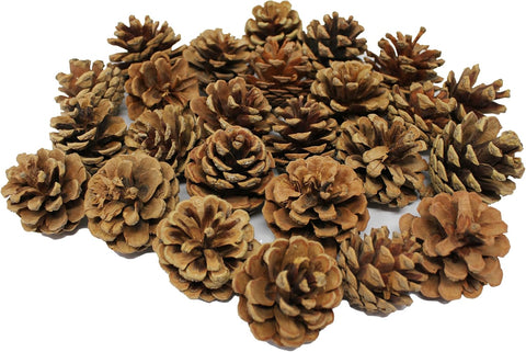 Bright Ideas Natural Pine Cones PK25 4-6cm Ideal for Kids' Arts and Crafts , new , open -scruffy box